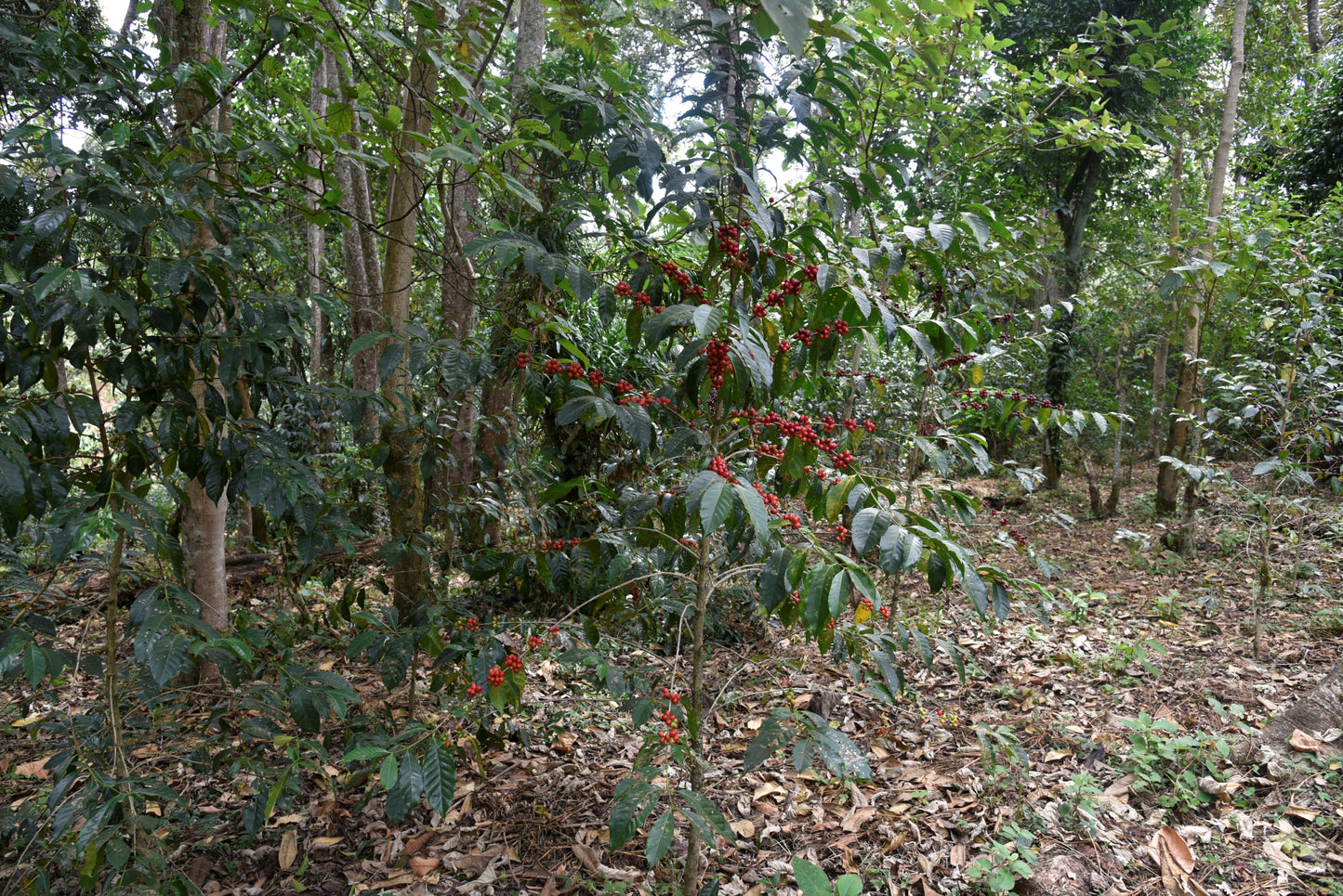 Benti Nenka - anaerobic natural Ethiopia