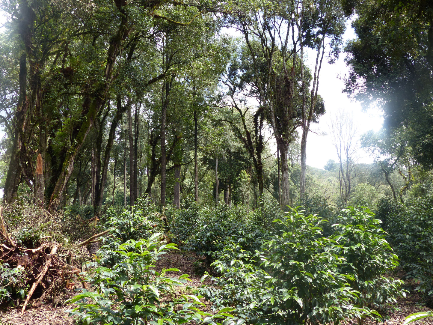 Benti Nenka - anaerobic natural Ethiopia