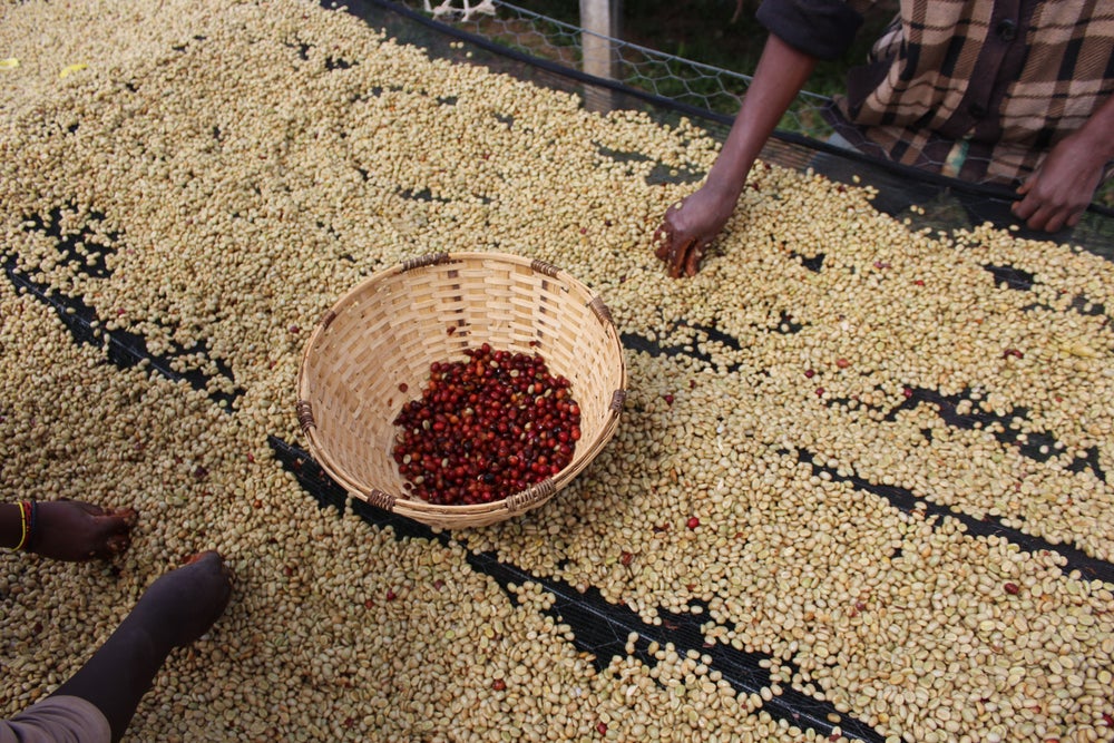 Gakenke - washed Burundi