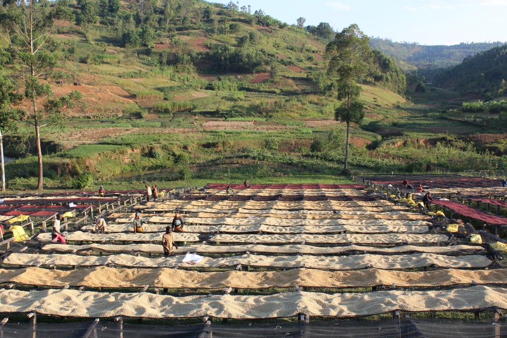 Gakenke - washed Burundi