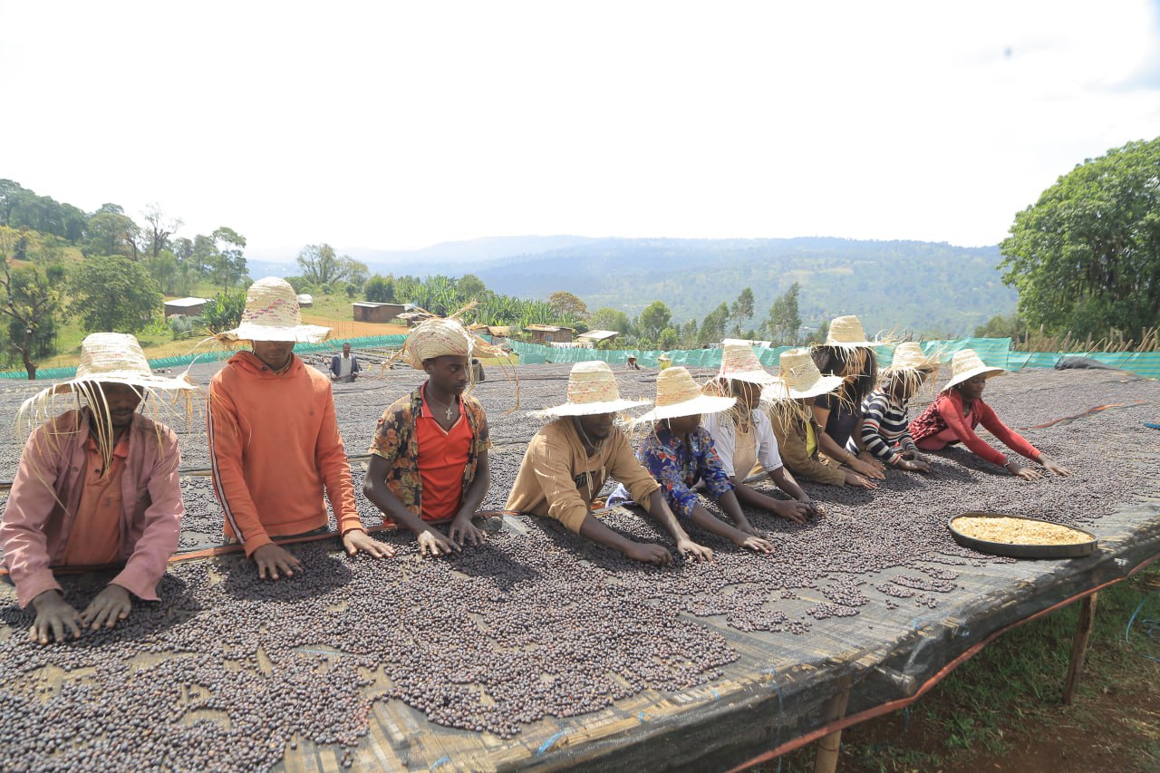 Benti Nenka - anaerobic natural Ethiopia