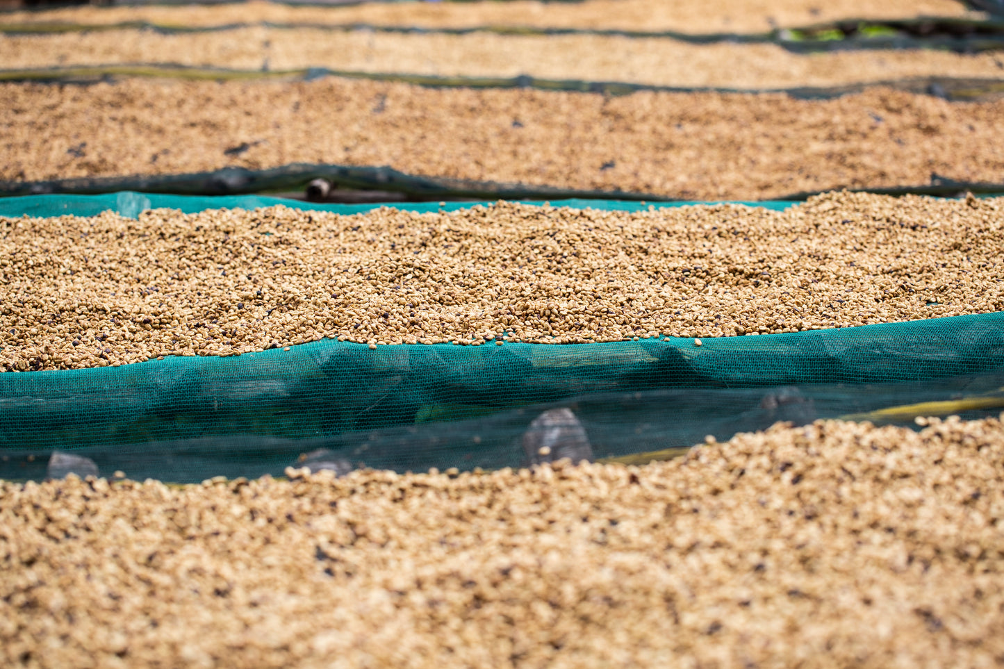 Banko Gotiti / washed Ethiopia