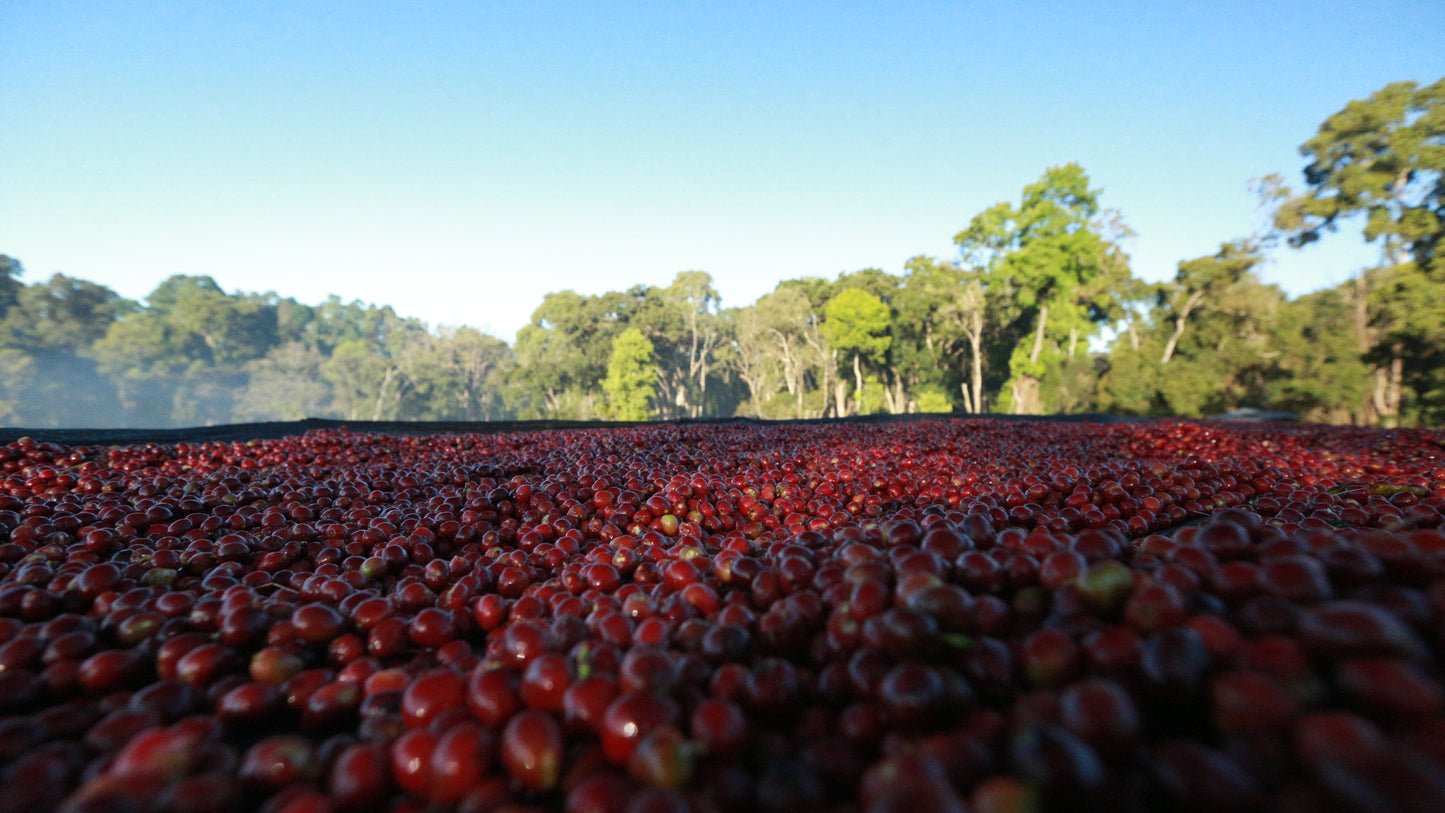 Banko Gotiti / washed Ethiopia