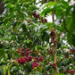El Faldon - washed Colombia