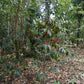 Benti Nenka - anaerobic natural Ethiopia