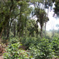 Benti Nenka - anaerobic natural Ethiopia