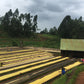 Gatomboya PB - Washed Kenya