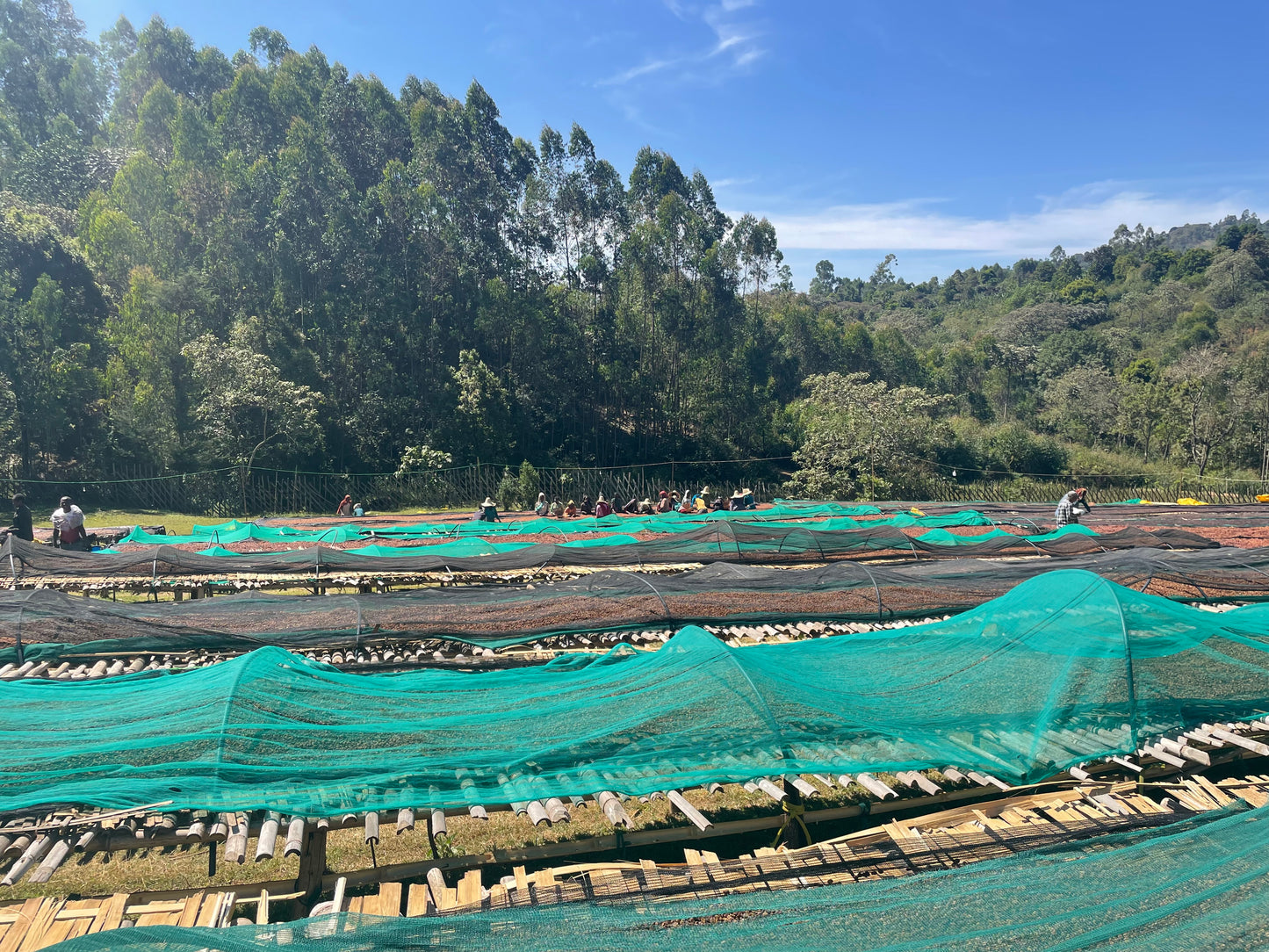 Shantawene / anaerobic natural Ethiopia